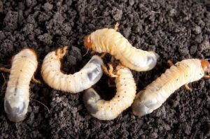 un gusano blanco sobre una planta danada
