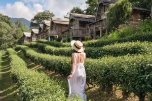 un jardin verde y saludable con aceite de arbol de te