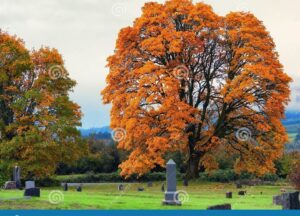 Roble: el secreto de este majestuoso árbol revelado 16 un roble imponente con hojas coloridas