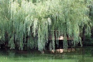 Sauce llorón: el árbol de las lágrimas y la belleza 8 un sauce lloron en un paisaje sereno