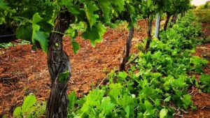 una imagen de una parra podada en un jardin