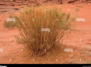 una imagen de una retama floreciendo en el desierto