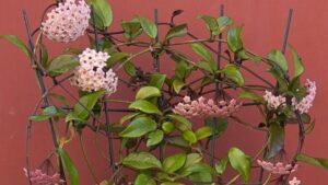 una maceta con una flor de cera saludable