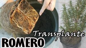 una mano trasplantando un romero en una maceta