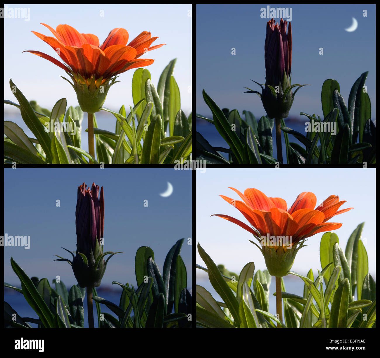 Plantas dia-nocturnas abiertas y cerradas