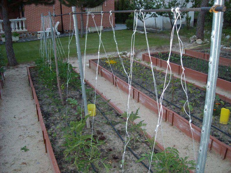 Plantando tomates en Galicia