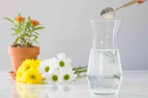 using sugar water for plants 5221940 hero adda872a925b499f912d7a44f1c44207