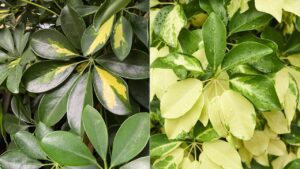 variedades de cheflera jardinatis XxXx80