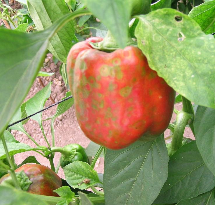 Pimiento afectado por tristeza o seca