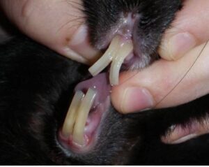 zahnfehlstellung kaninchen 1