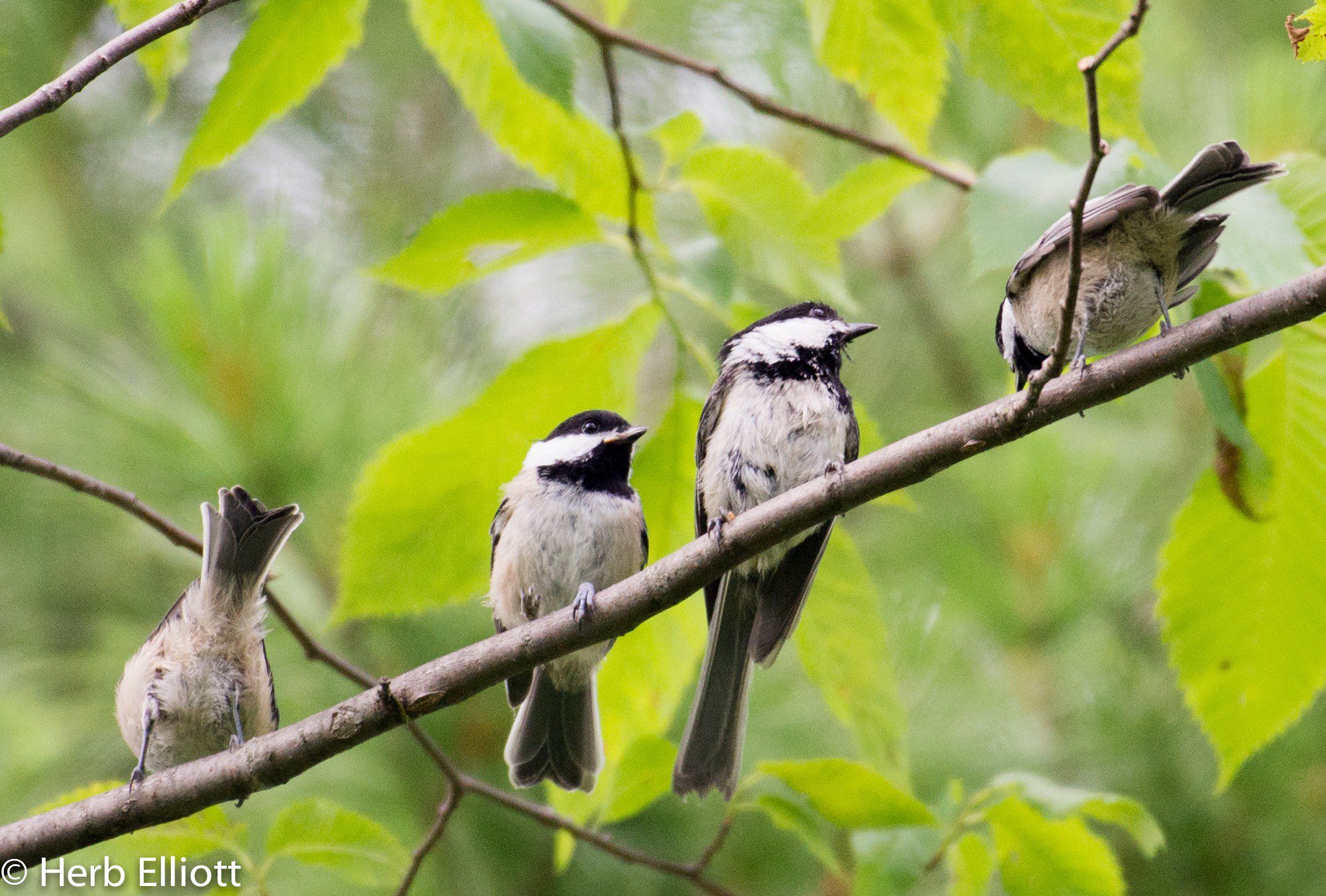 Aves de diferentes especies interactuando entre sí