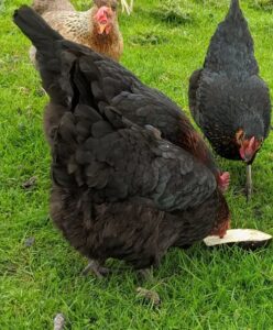 ¿Por que mis gallinas tienen el trasero sucio